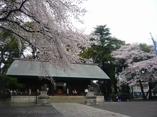 14_神社桜_4